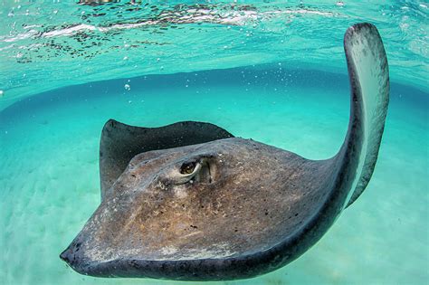 Southern Stingray Dasyatis Americana Large Female Foraging Over 619