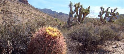 Knowing fruit trees that grow in las vegas can be a challenge. Nevada | Bureau of Land Management