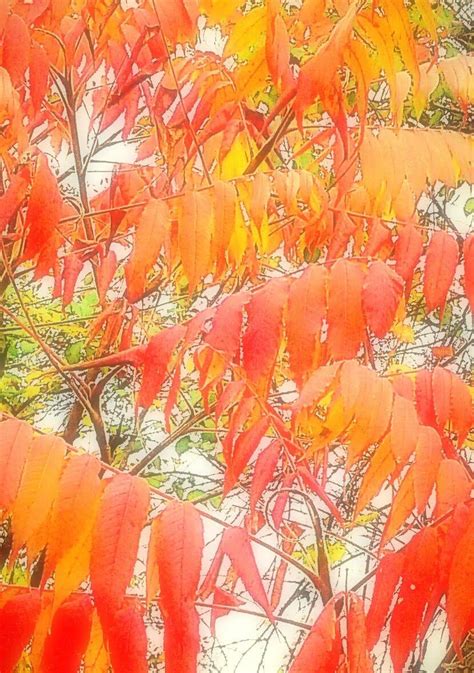 Autumn In Living Color🍁🍂🍃 ・ Popularpics ・ Viewer For Reddit