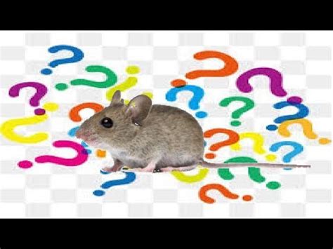 Do mice like cheese as much as they do in cartoons? 😁 What do FIELD MICE like to eat? 😁 - YouTube
