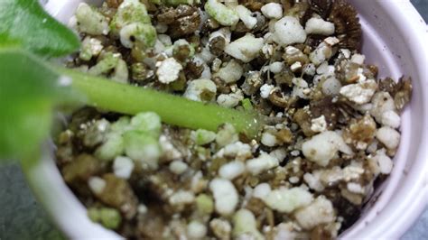 It keeps organic ingredients in a soil mix from caking, as. The Profane Gardener - I brushed off some of the ...