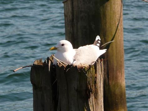 We have included all charges and information provided to us by haus strandperle. Bildergalerie - Hotel Pension Haus Strandperle in Dahme an ...
