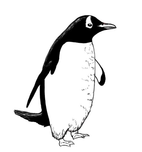 Penguin Drawing Images At Explore Collection Of