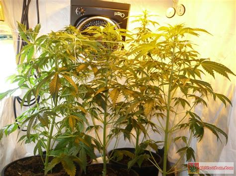 Jack Herer Grow Journal How To Grow Weed Indoors