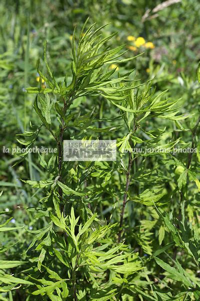 Feuilles opposées à poils couchés et à pétiole court, ovales pennatifides, avec de chaque côté 2 à 3 segments lancéolés allongés, à bord denté à lobé. la photothèque | LES PLUS BEAUX JARDINS | Ambrosia ...