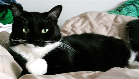 Mixed Breed Tuxedo Cat Picture 2079 Pet Gallery