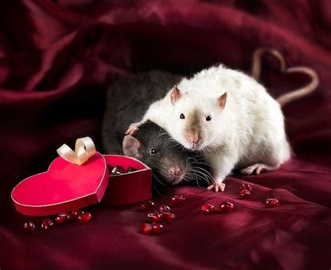 Lovely Couple Rat Picture Cute Rats Pet Rats Cute Animals