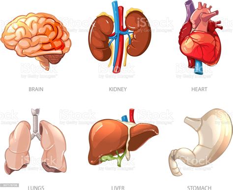 Human Internal Organs Anatomy In Cartoon Vector Style Stock Vector Art