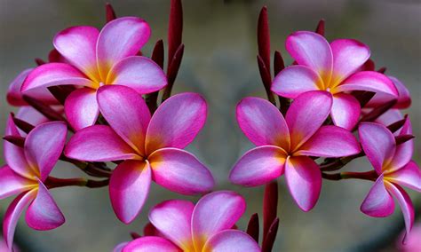 But when i see unusual flowers that are both amazing and beautiful, they almost take my breath away. Exotic Tropical Plumeria Flowers Plants ~ a special flowers