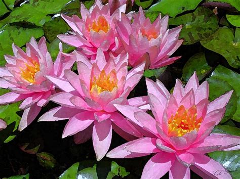 If used with a water ally, its base damage increases to 144. Water Lilies Painting by Cole Black