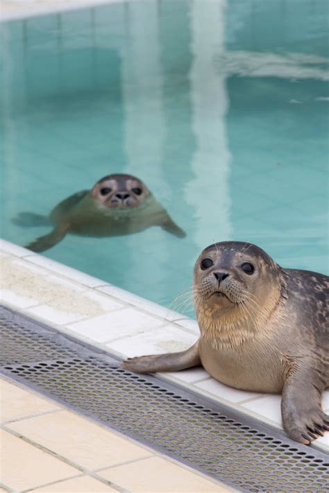 Sealcentre Pieterburen Come Face To Face With Recovering Seals