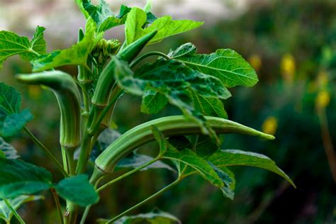 The Best Okra Companion Plants Food Gardening Network
