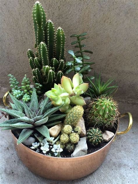 46 Lovely Small Cactus Ideas Cactus Et Plantes Succulentes Déco