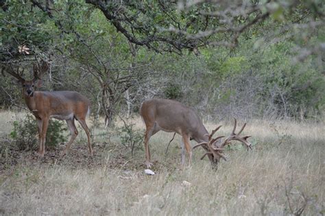 Still Waters Ranch Whitetail Deer Breeding Photo Gallery