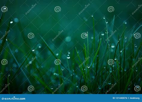 Morning Dew In The Sunrise Stock Photo Image Of Backdrop 121440076