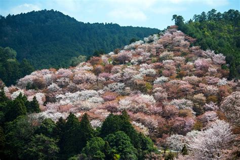 Cherry blossom season starts in kyushu in southwestern japan in march, and daily news reports follow the cherry blossom front as it advances northward. Beautiful Photos Of Cherry Blossoms In Bloom - Simplemost