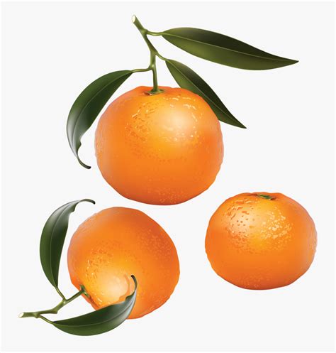 Mandarin Png Download Png Image With Transparent Background Orange