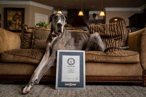 Check Out ‘zeus The Worlds Tallest Dog Everythings Bigger In Texas