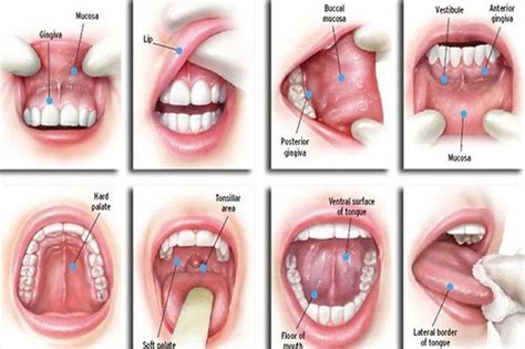 Tiny bumps on mouth roof. Pin on Health Facts