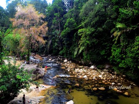 Come and enjoy a leisurely 45 minute to one hour stroll through the beautiful west coast rainforest tree tops. My Kedah: Sedim Tree Top Walk - Thatsofarah | Travel ...