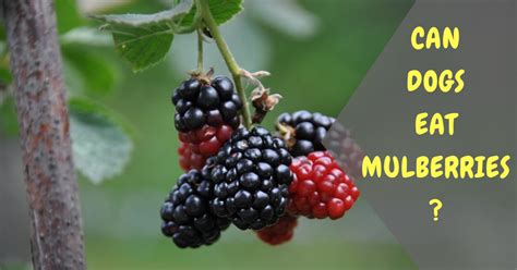 Dogs can't eat mushrooms, as they are highly toxic and can upset their digestive system, which can cause vomiting, diarrhoea. This will shock you: Can Dogs Eat Mulberries ...