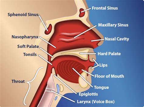 Head And Neck Cancer Causes Symptoms Treatment Head And