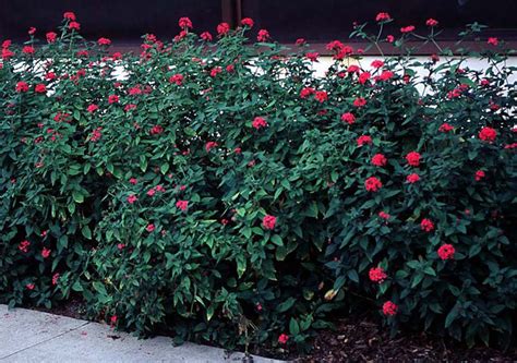 But in cooler zones across the country, these shrubs, also called egyptian star flowers, are grown as annuals. Beechwood Landscape Architecture and Construction ...