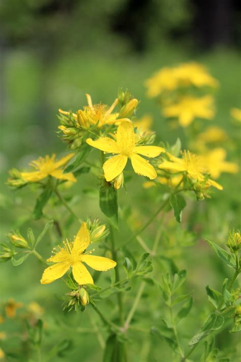 St Johns Wort Plant ~ Identification And Uses