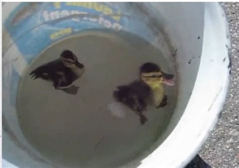 Video 12 Baby Ducks Rescued After Falling Down Grand Rapids Manhole