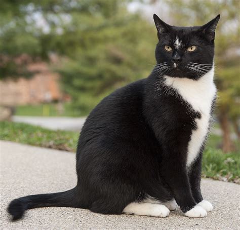 Filegeorge A Perfect Example Of A Tuxedo Cat Wikipedia