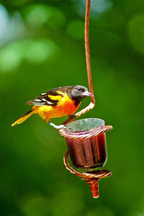 Maybe you would like to learn more about one of these? Oriole Jelly Feeder | Birdhouses bird feeders, Wire tree sculpture, Homemade bird feeders
