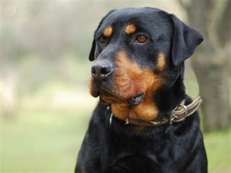 Rottweiler Pregnancy Stages Captions Hunter