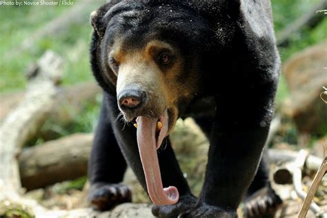 Interesting Facts About Sun Bears Just Fun Facts