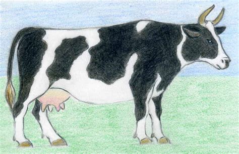 How To Draw A Cow Step By Step