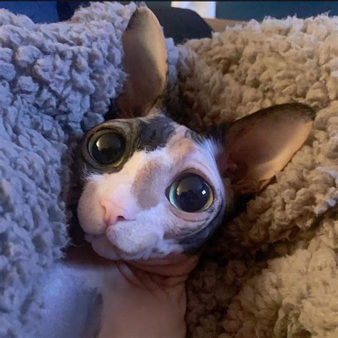 227k Likes 277 Comments Sphynx Hairless Cats Hairless