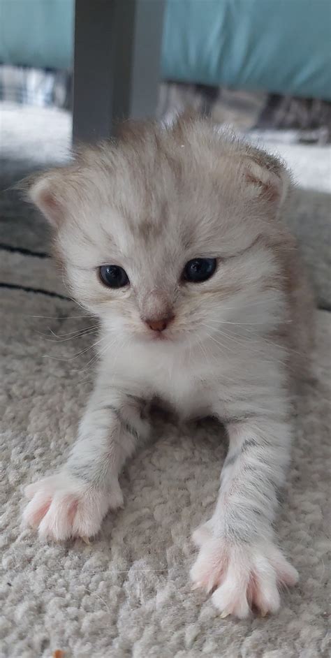 My Little Kitten Eyebleach