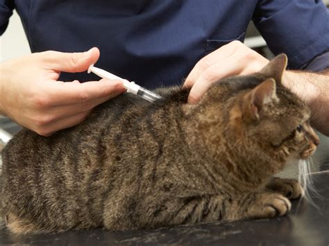 Kitten vaccinations are an essential step you should take to protect your pet from common and potentially deadly illnesses and diseases such as leukaemia, calicivirus, herpes and enteritis. Cat Vaccinations: A Quick & Useful Guide | TheCatSite