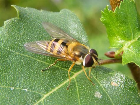 We did not find results for: The Beneficial Hover Fly - How To Use Hover Flies In ...