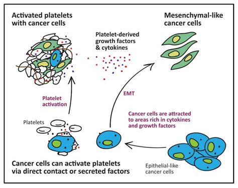 Cancers Free Full Text Targeting Platelets For The Treatment Of Cancer