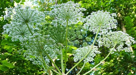 Fears Of Widespread Burns And Injuries As Giant Hogweed Plants That Can