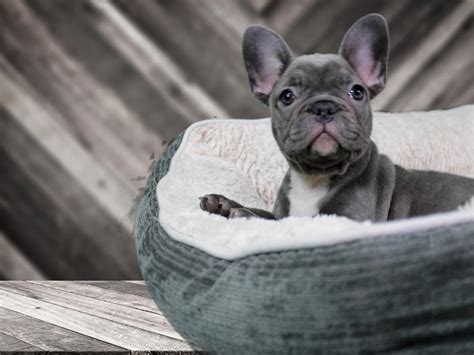 Responded in a timely fashion, very professional and answered all of my questions. Visit Our French Bulldog Puppies for Sale near Oak Creek ...