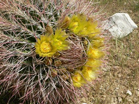 There are many factors which can affect how quickly the potting media will dry out, and as a result, how often to water your cactus plants. Exploring the History of the California Barrel Cactus ...