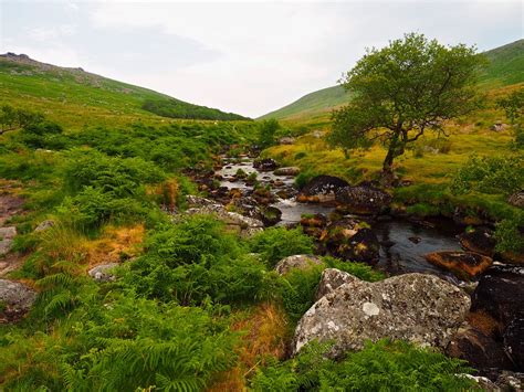 P7021764 West Okement River Walk To Black A Tor Copse From Flickr