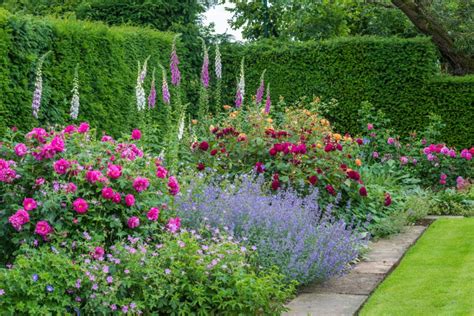 Roses In Mixed Borders Gallery In 2020 Country Gardening English