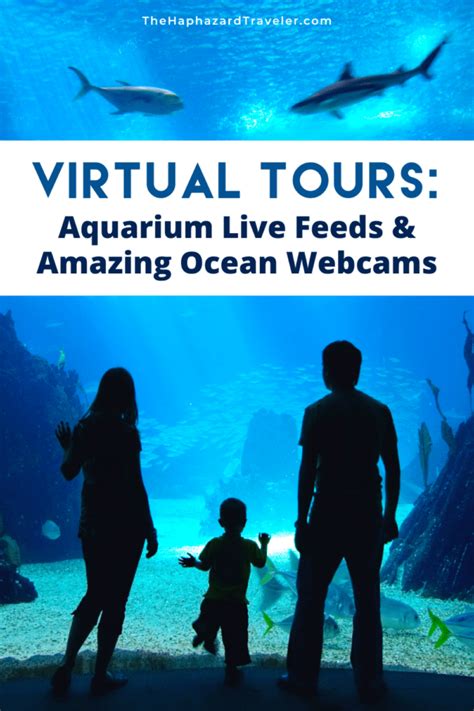 Virtual Field Trip Aquarium Live Feeds And Ocean Webcams The