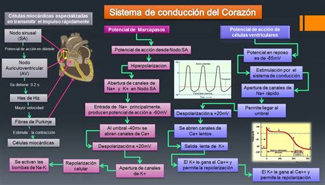 Partida Fisiologia Humana Basica Sistema De Conducción Del Corazón