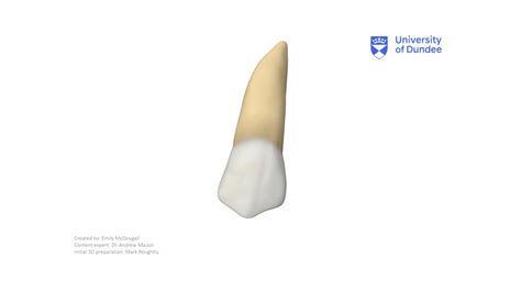 Maxillary Second Premolar Download Free 3d Model By University Of