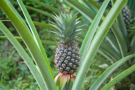 Fresh Tropical Pineapple Stock Image Image Of Growing 24731899