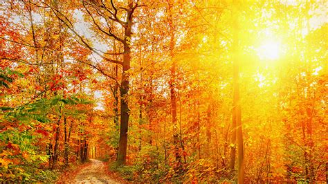 Desktop Wallpapers Rays Of Light Autumn Nature Forests Trees Seasons