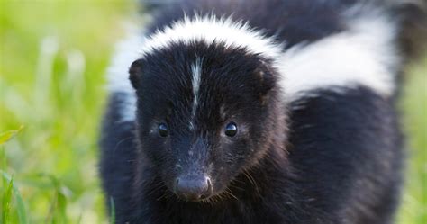 Being sprayed by a skunk is no fun for people or their pets, and the strong, stinky secretions can serve as a nasty reminder of the wildlife encounter for days. 5 Surprising Tips for Deterring Skunks from Visiting Your Home